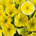 Bild von Petunia P12 Hello Yellow